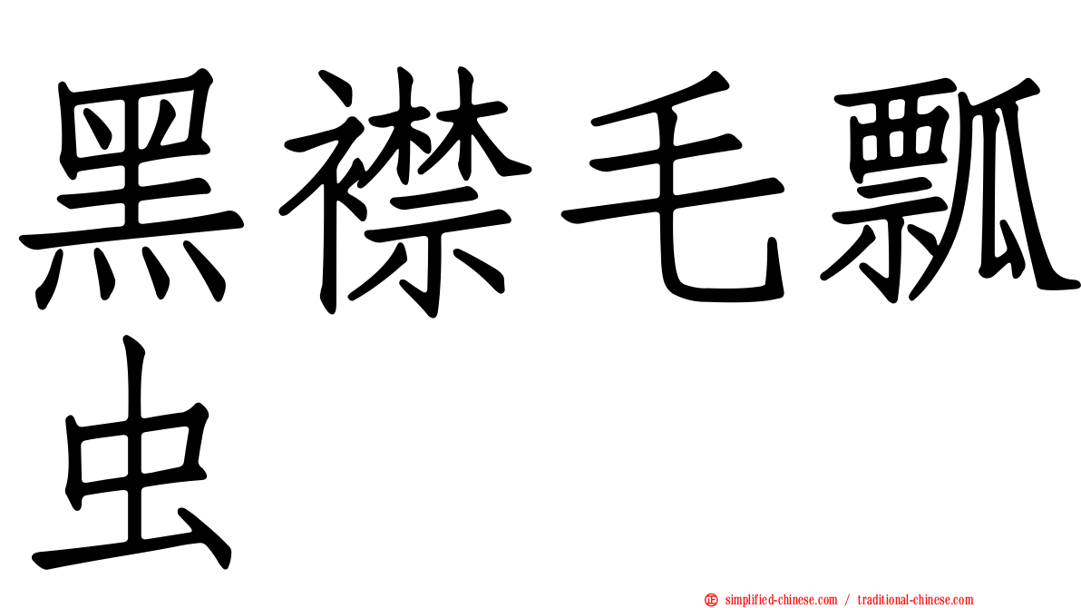 黑襟毛瓢虫