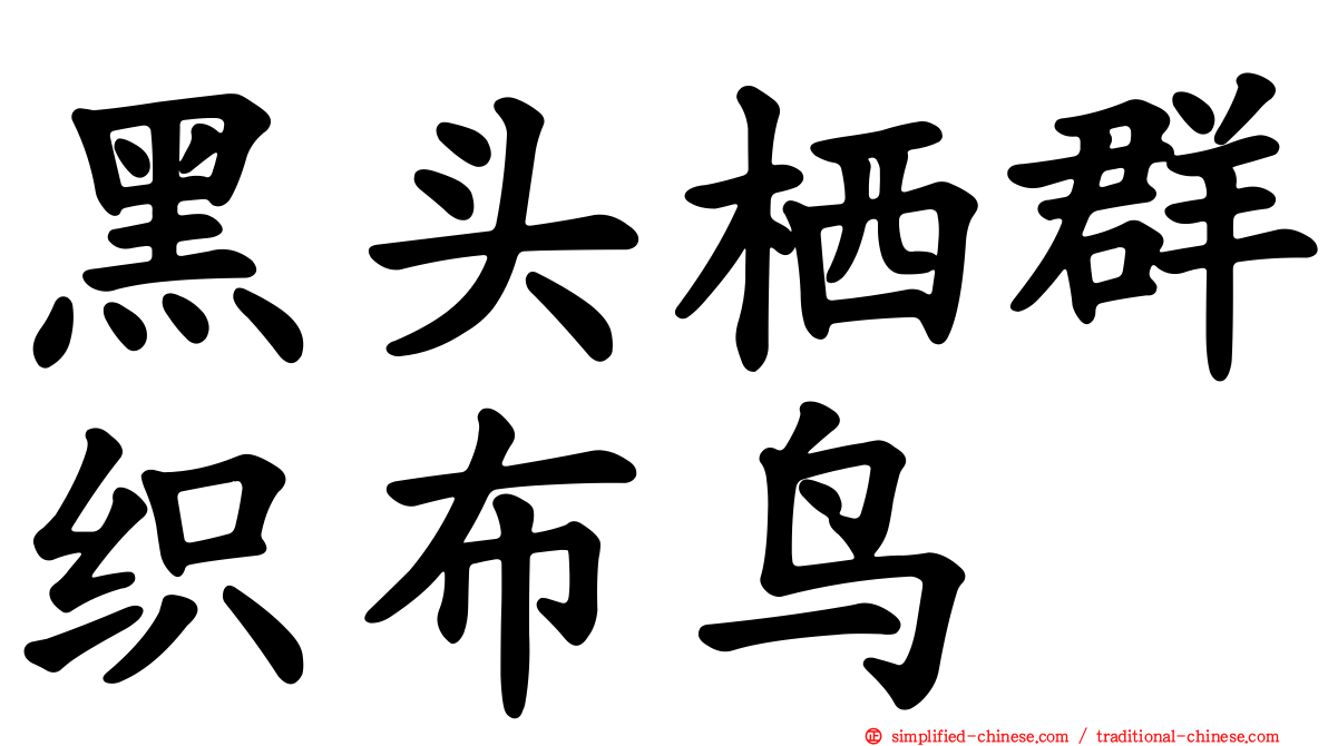 黑头栖群织布鸟