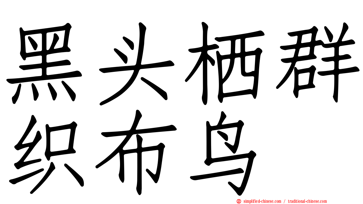 黑头栖群织布鸟