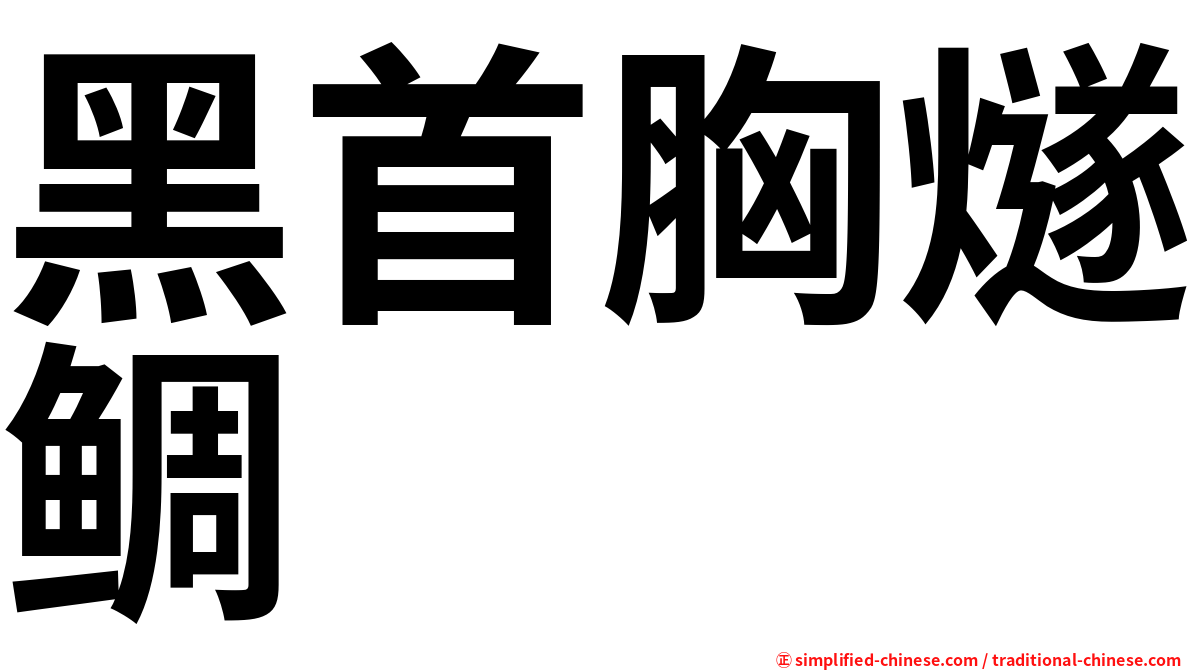 黑首胸燧鲷