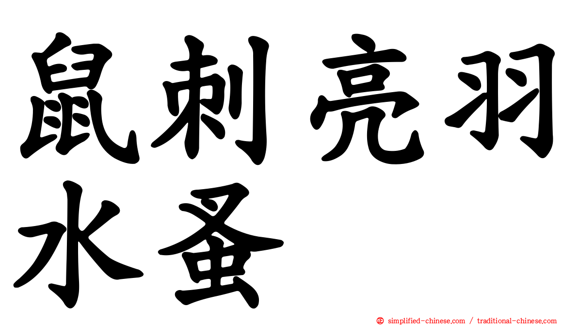 鼠刺亮羽水蚤