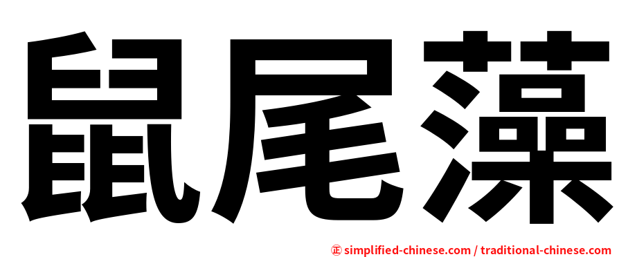 鼠尾藻