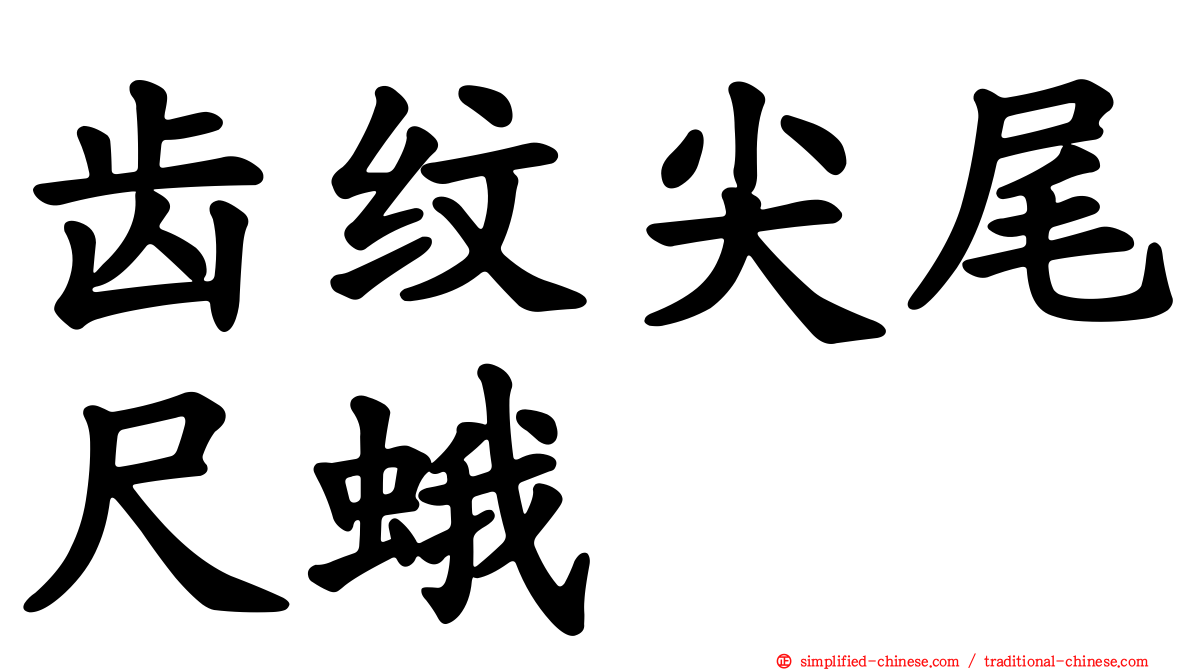 齿纹尖尾尺蛾