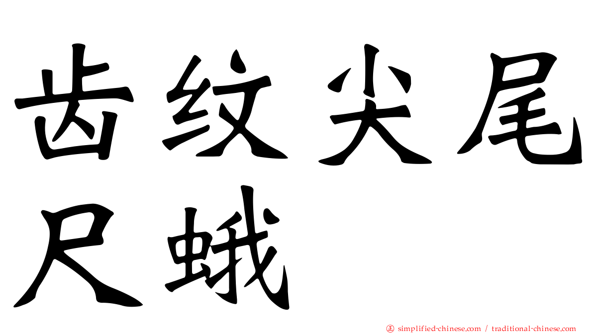 齿纹尖尾尺蛾