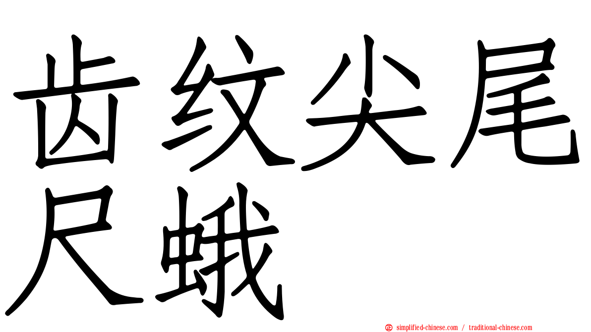 齿纹尖尾尺蛾