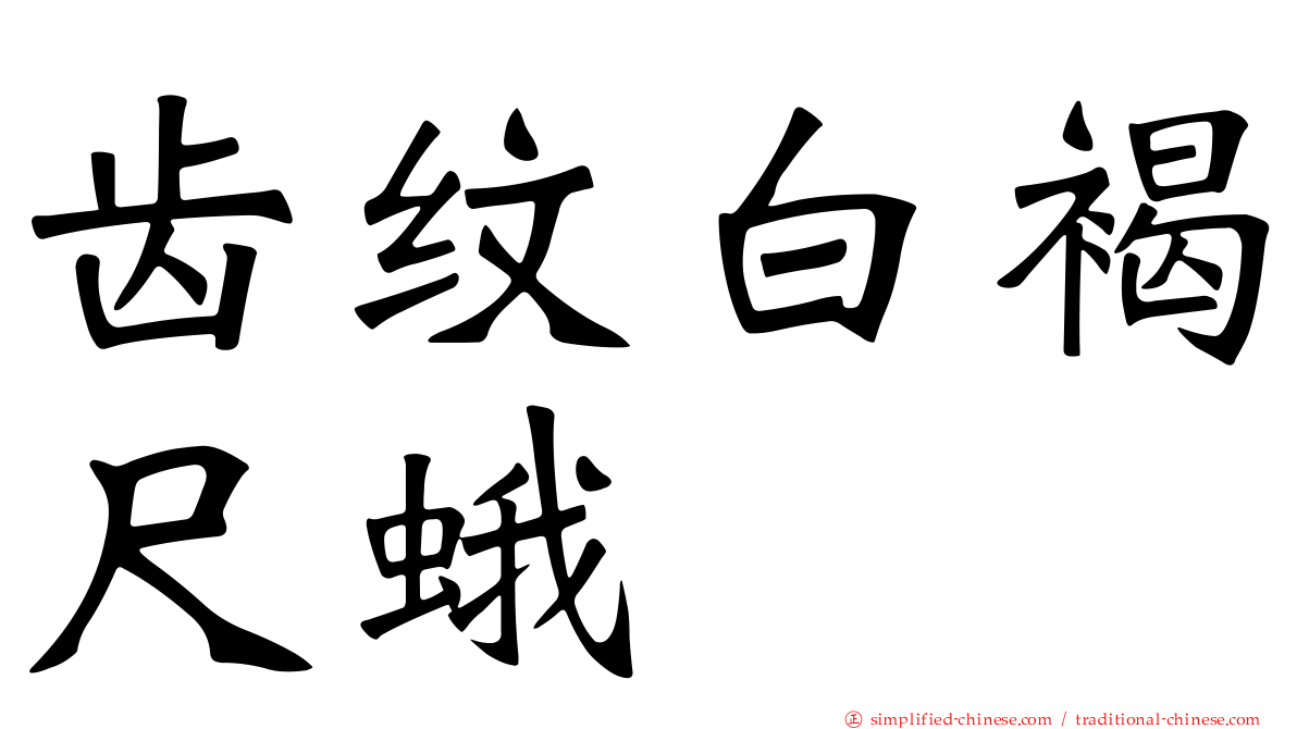齿纹白褐尺蛾