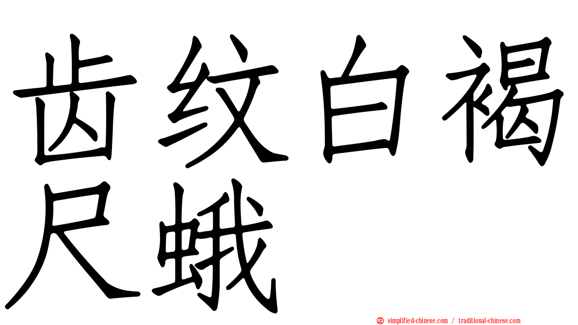 齿纹白褐尺蛾