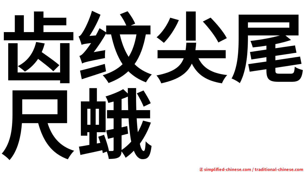 齿纹尖尾尺蛾